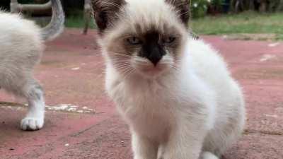 My backyard friend has a message for you all.