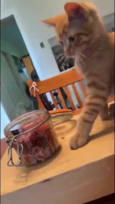 Normal orange cat behavior