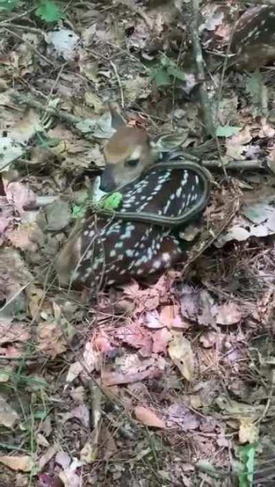 To eat the fawn