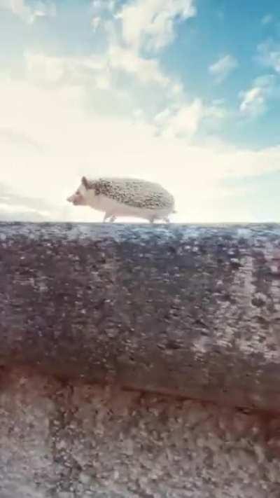 His Hedgehog people need him!