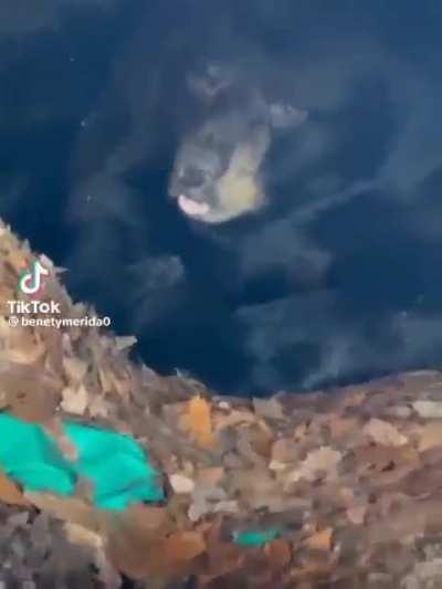 I'm 15 and this is yeet