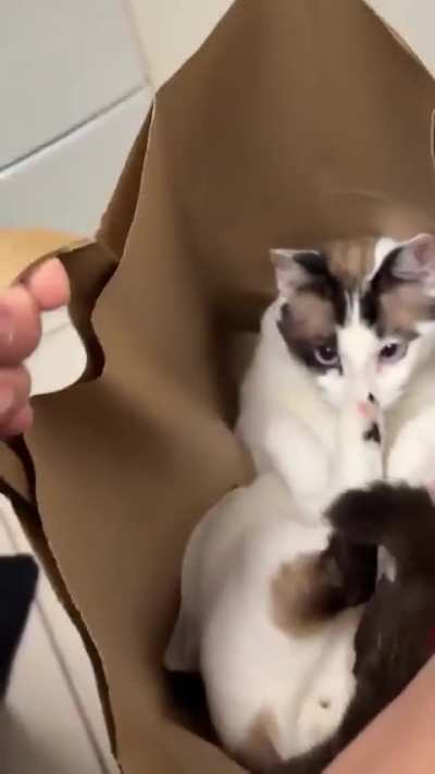 Oh boi the wunk order delivered (hope this one has more than 1 gram of protein)