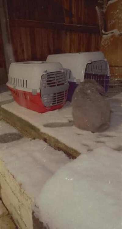 Rabbits hate snow.