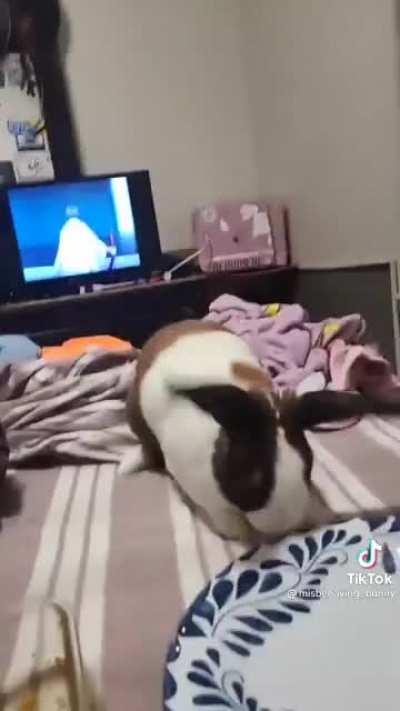 Bunny being a jerk