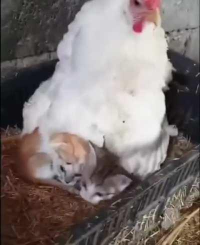 [diSGusTiNG] hAiRY iNTeSTiNaL PaRaSiTeS fuCKiNg deV0UR thEiR h0St fR0M thE iNSiDE 0UT