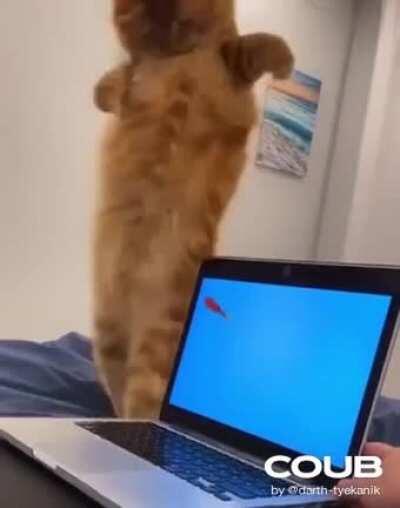 Hacker cat tries phishing for the first time