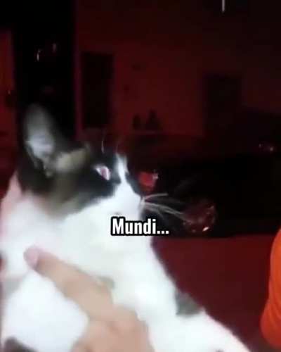 Palmeiras não tem mundi- AU!