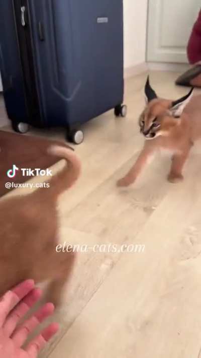 Funny Azerbaijan Flop 🇦🇿