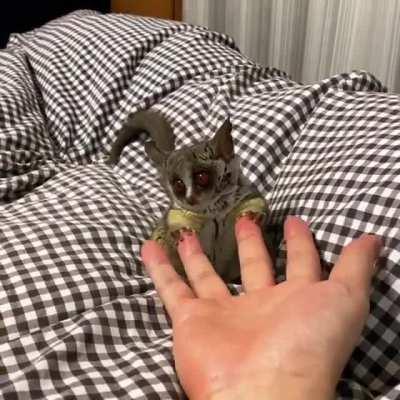 Loves to play with Fingers