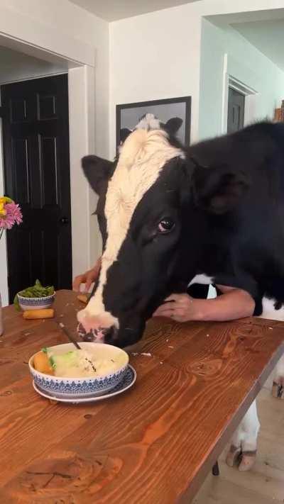 Never get between a Cow and his meal.
