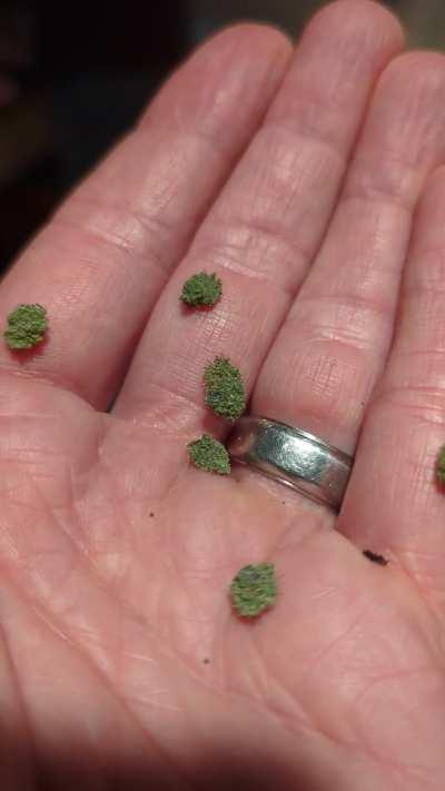 Completely camouflaged on trees (Ohio, USA)