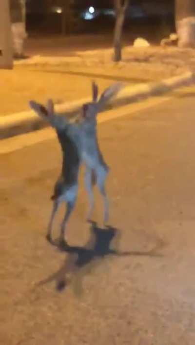 When hares attack... tonight on Fox