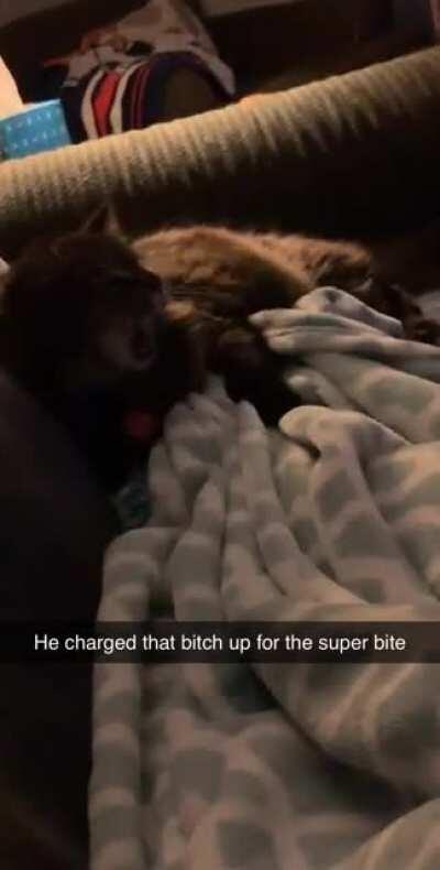 WCGW tickling my cat with my foot