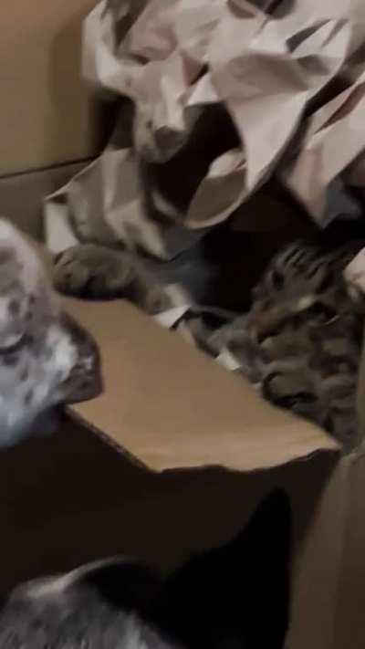 He has accepted his destiny...