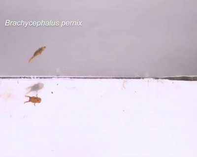 How frogs in the genus Brachycephalus jump