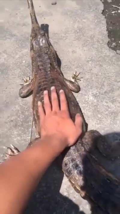 Not as gentle as cute