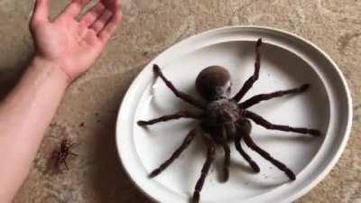 Goliath Tarantula. Because who needs to sleep the next few days?