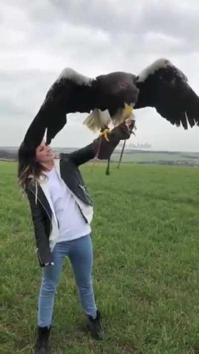 It's a Steller's Sea Eagle. The biggest species of sea eagles.