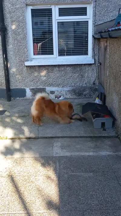 Moana the Chow plays with Jenny the ferret 😍