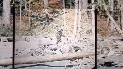 Stabilised footage of the Bigfoot film from 1967.