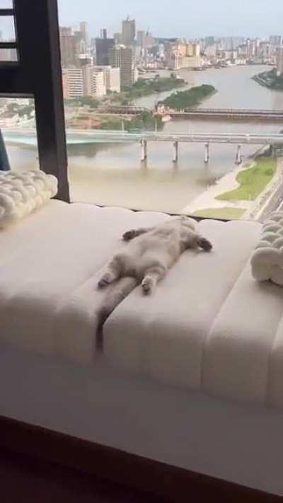 It's been a hard day's night and I've been sleeping like a cat