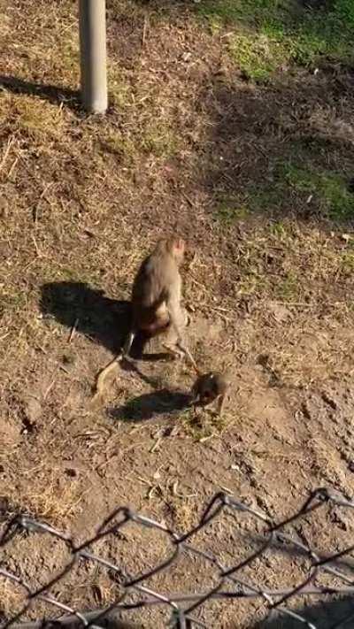 The baboon equivalent of those people who keep their kids on leashes at the mall