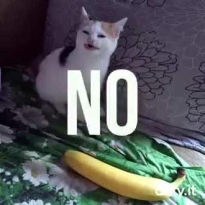 He not like the banana