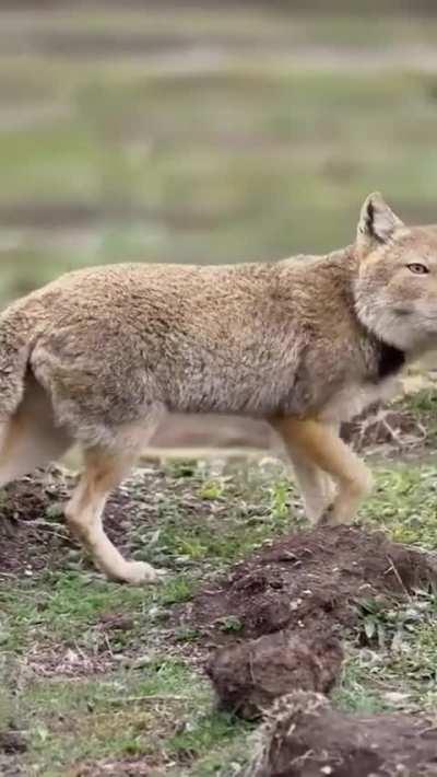 The distinctive appearance of the Tibetan fox