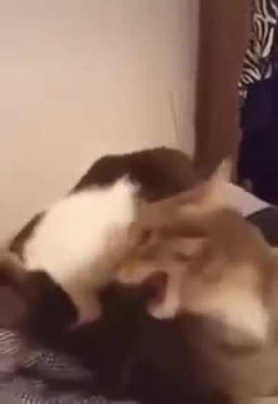 He did a heckin chomp