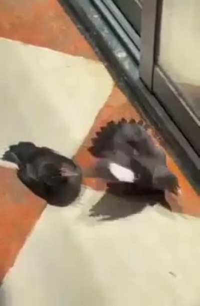 These crows saw a person give an injured bird food so they all started to act injured as well