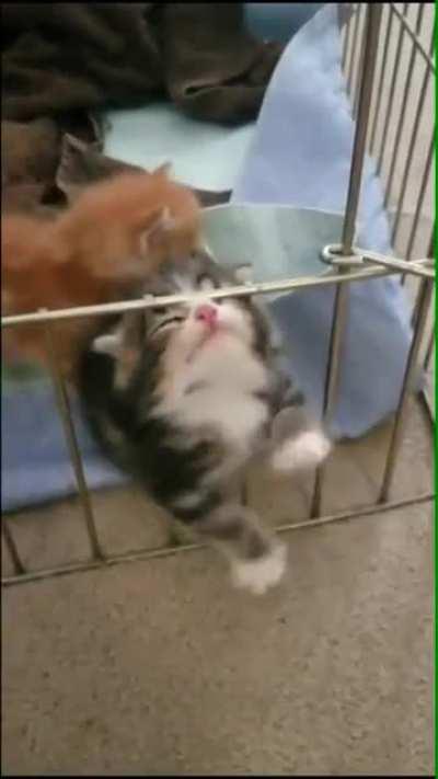Since the hooman was too busy recording, sweet baby ginger kitten finally pet the damn cat!