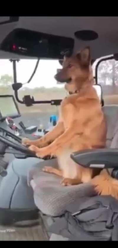 Primo do Tobias da roça arando a terra