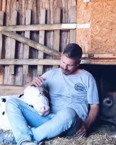 Cows hanging out with their caretaker at Lebenshof Odenwald Sanctuary