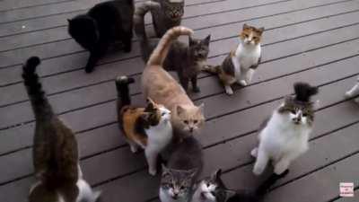 Wcgw feeding 1 little kitten