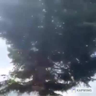 Дерево спиленное в Австралии падает в космос