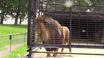 Never stand too close to a lion even if they’re in a cage