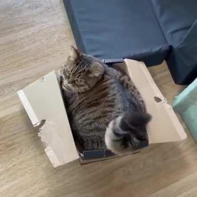 Fluffy Box Ready For Delivery