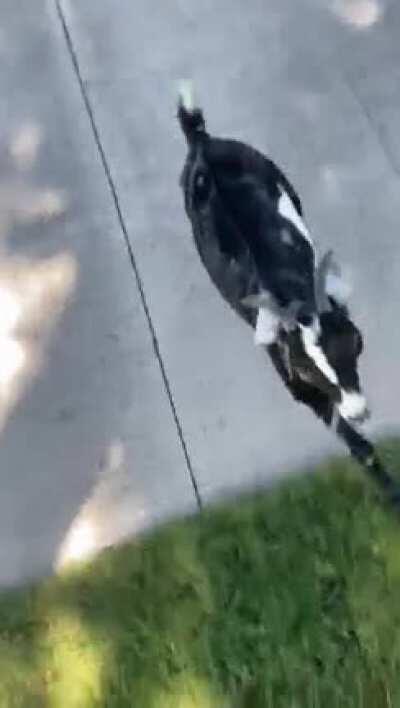 Everyone Is Brave Til They Have To Fight A Goat