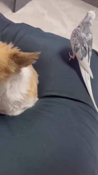 Someone is in Christmas spirit