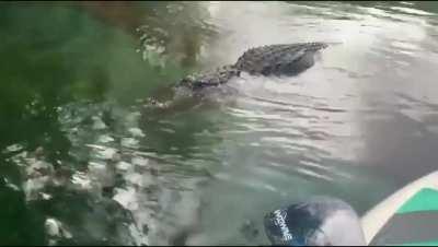 Woman in flimsy boat hangs out with curious Alligator.