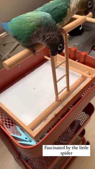 They spy with their little eyes