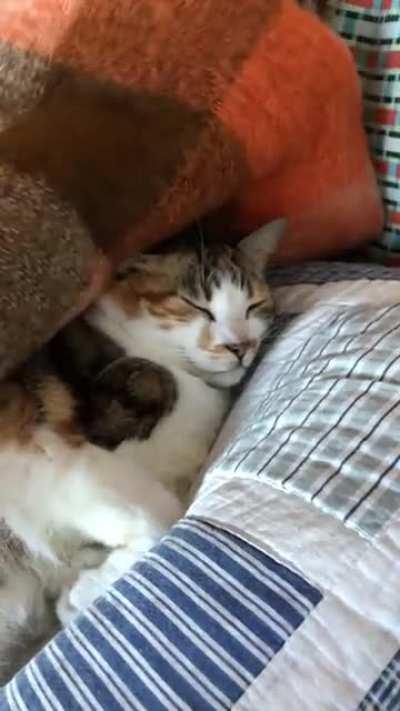 Tucked in for the cold day