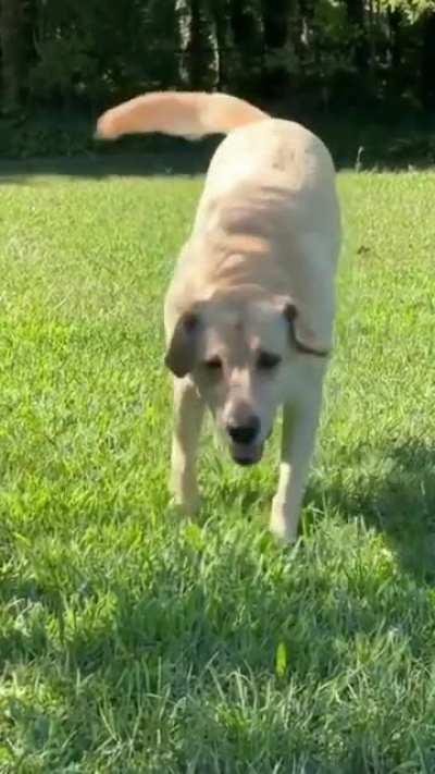 That tail just turn into helicopter