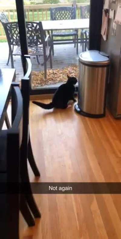 My guy not too happy about the visitor