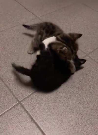 Two criminals getting caught in the middle of a vicious fight