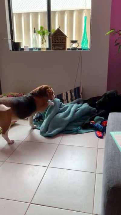 My little diva does NOT like sharing her blanket.