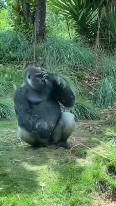 This is a human testing out a gorilla suit. You can't convince me otherwise