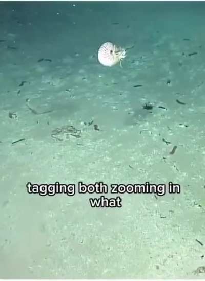 HEARTWARMING: Nilah OTP gets a SoloQ Surprise after 10 straight games of mage supports