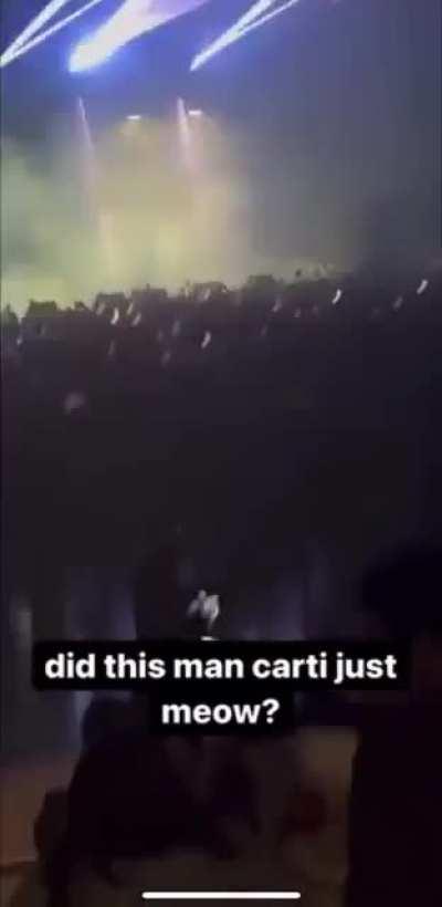 Thoughts on Cati 🐈‍⬛?