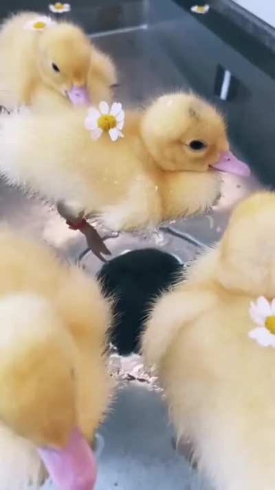 Ducks owning the dishwasher